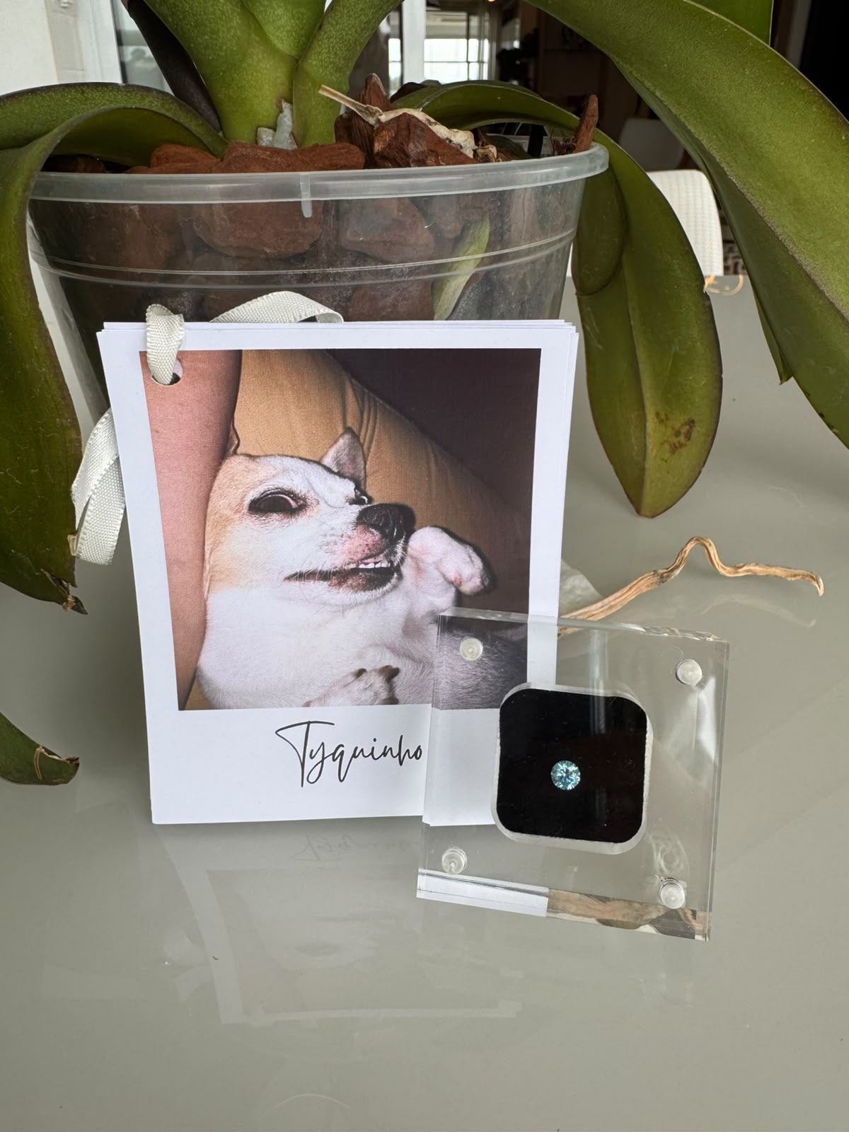 A polaroid of Tyquinho, a small white dog, beside the blue diamond made from him in its clear magnetic case